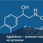 Adrenaline - the effect of the hormone on the body