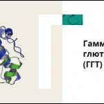 Gamma-glutamyl transpeptidase (GGT)