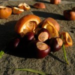 chestnuts for the treatment of varicose veins