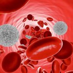 Leukocytes: what are they and what function do they perform?