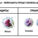 лейкоциты