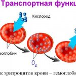 muscle type hemoglobin molecules