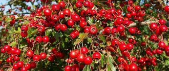 Fruiting hawthorn bush