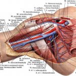 Подключичная артерия