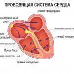 Conduction system of the heart.jpg