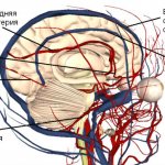 Brain vessels