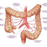 Intestinal vessels