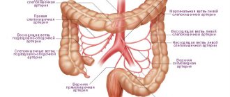 Intestinal vessels