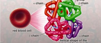 The structure of hemoglobin