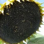 Eating fried sunflower seeds for high cholesterol – is it harmful or beneficial?